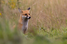 Red fox