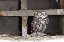Little owl