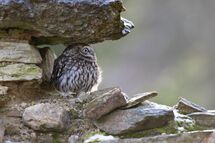 Little owl
