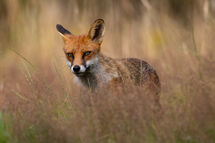 Red fox