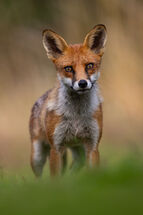 Red fox