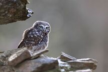 Little owl