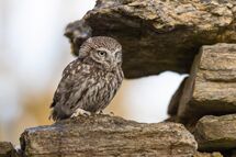 Little owl