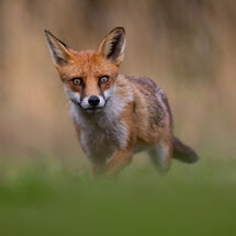 Red fox