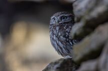 Little owl