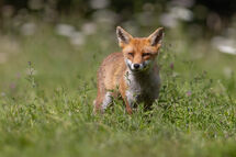 Red fox