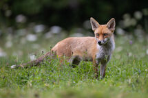 Red fox