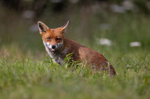 Red fox