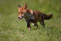 Red fox
