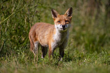 Red fox