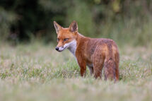 Red fox