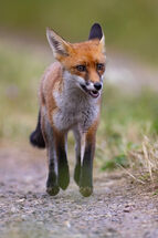 Red fox