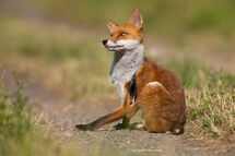 Red fox