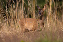 Roe deer