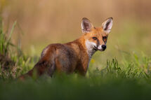 Red fox