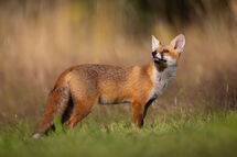 Red fox