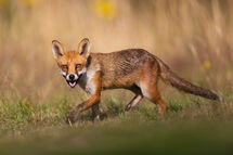 Red fox