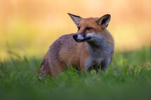 Red fox