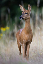 Roe deer
