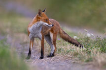Red fox