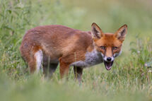 Red fox
