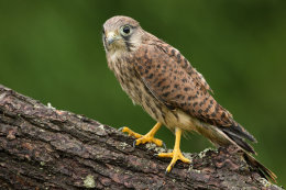 Little kestrel
