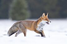 Red fox