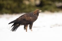 Golden eagle