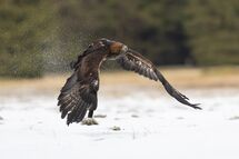 Golden eagle