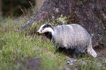 Badger