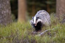 Badger