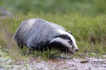 Badger