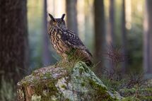 Eagle owl