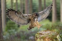 Eagle owl