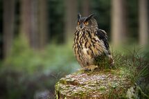 Eagle owl
