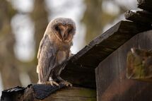 Barn owl