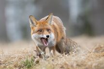 Red fox