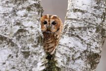 Tawny owl