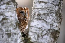 Tawny owl