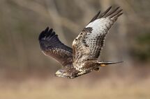 Common buzzard
