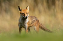 Red fox
