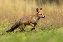 Red fox