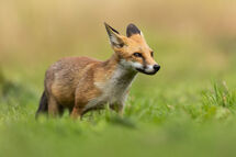 Red fox