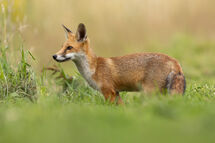 Red fox