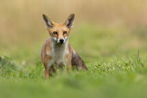 Red fox