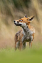 Red fox