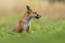 Red fox