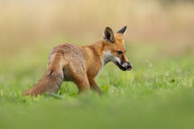 Red fox
