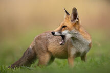 Red fox