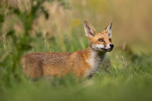 Red fox